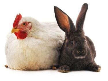 A chicken and a rabbit.