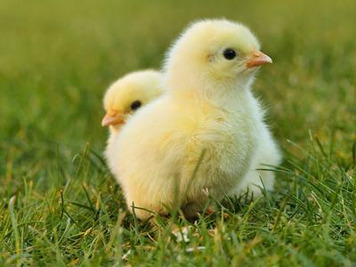 Baby Chicks