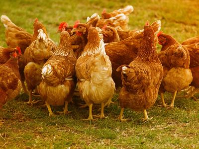Group of brown hens gathered together on grass