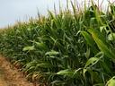 Row of tall corn stalks in a field with a dirt path running along the left side