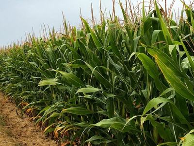 Row of tall corn stalks in a field with a dirt path running along the left side