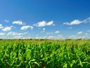 Green field with corn growing blue sky with clouds