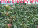 Image of cotton and honey bees