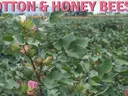 Image of cotton and honey bees