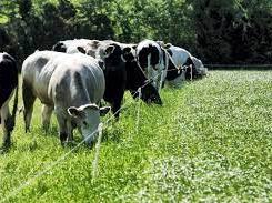 Black-and-white dairy cows grazing in a green pasture beside a single wire fence
