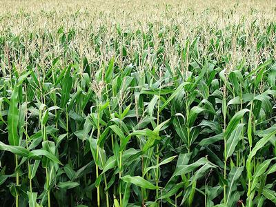 field of corn growing Image by Andrew Martin from Pixabay