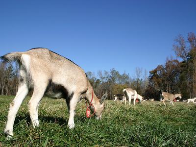 Goats at Celebrity Dairy.