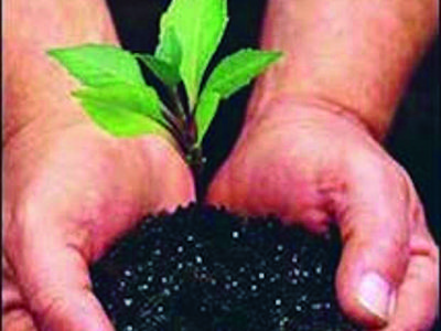 Hands cupping dark soil with a small green seedling