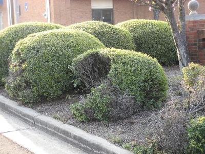 Heavily sheared Japanese hollies
