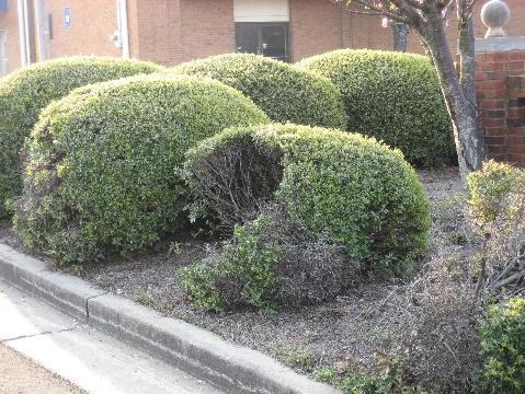 Heavily sheared Japanese hollies