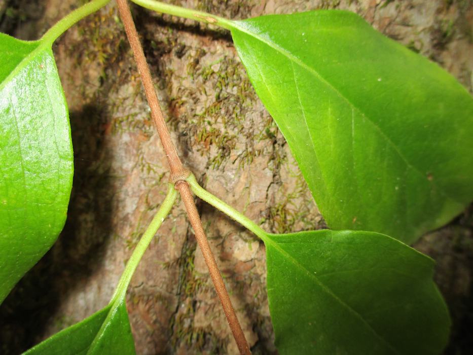 Leaves on opposites sides of a stick.