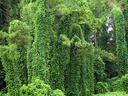 Trees covered in kudzu.