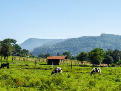 cows in a pasture