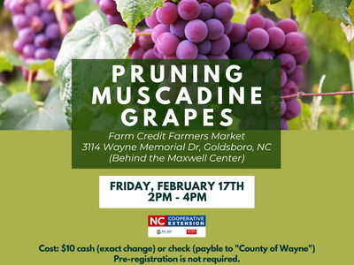 Pruning Muscadine Grape Class