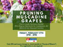 Pruning Muscadine Grape Class