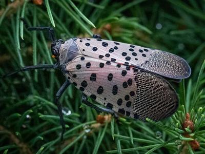 Spotted lanternfly resting on green evergreen needles