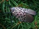 Spotted lanternfly resting on green evergreen needles