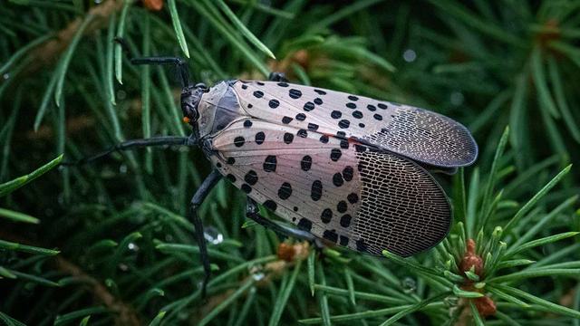Spotted lanternfly resting on green evergreen needles