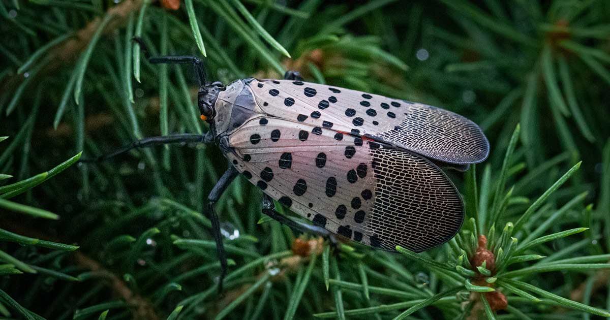 A spotted lanternfly on pine needles.