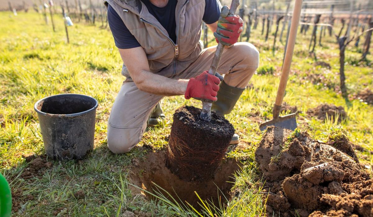 Tree Planting Demonstration - Currituck County Center | N.C ...