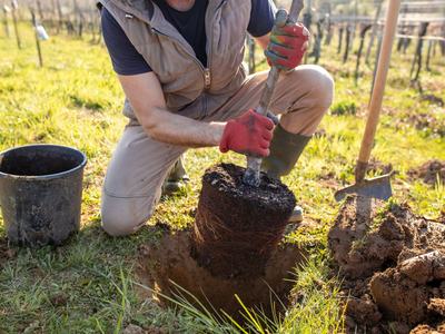 Person kneeling and planting a young tree, lowering its root ball into a dug hole