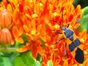 Orange-and-black milkweed bug on cluster of small orange milkweed flowers
