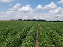 Soybean field with rows leading to the horizon under a partly cloudy sky