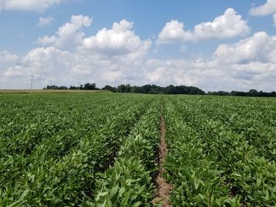 Soybean field with rows leading to the horizon under a partly cloudy sky