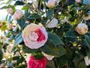 Formal Double Camellia japonica