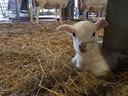 White lamb lying on straw in a barn with adult sheep standing behind a fence.