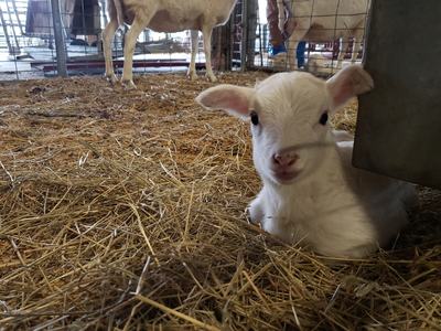 White lamb lying on straw in a barn with adult sheep standing behind a fence.