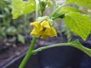 Cucumber seedling stem with small yellow flower and water droplets on leaves
