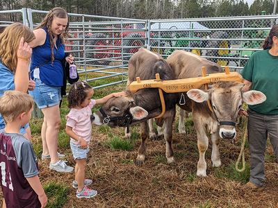 Allison Sturgill's oxen team was very popular!