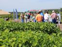 Farmers in soybean field listening to presentations.