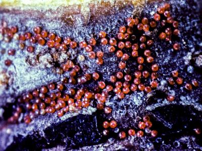 European red mite eggs on bark