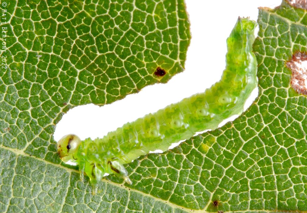 A green caterpillar-like larva of a sawfly feeding on an elm leaf