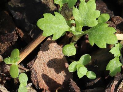 oval cotyledons, shallow lobed leaves