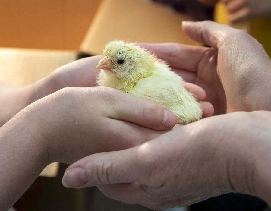 Two people handle a chick.