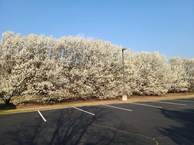 Bradford Pear Trees