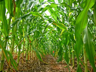 Rows of green corn stalks forming a tunnel over a dirt path