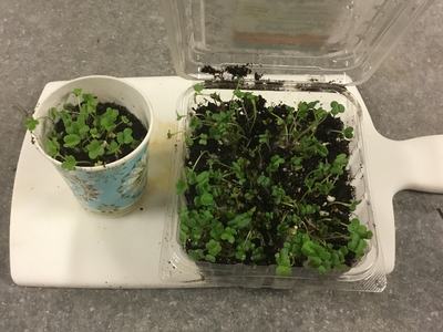 Microgreens growing in a clamshell and paper cup