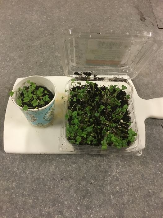 Microgreens growing in a clamshell and paper cup
