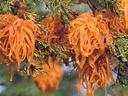 Bright orange gelatinous fungal growths hanging from evergreen branch