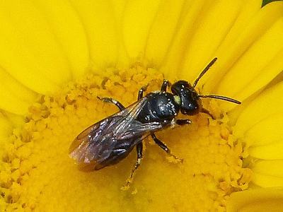 Small metallic black bee on yellow daisy center, pollen visible on its legs