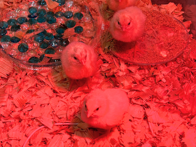Newly hatched chicks in brooder box under a heat lamp
