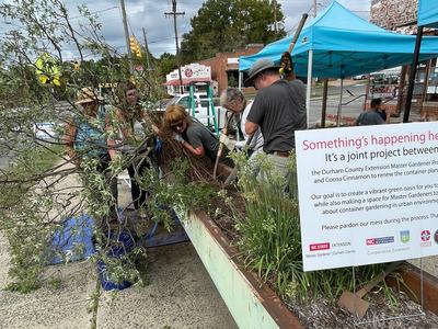 Volunteers remove plants from metal planting containers outside Cocoa Cinnamon.