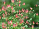 Columbine plant