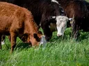 Brown and black cows grazing in a green grassy field