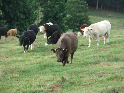 cows grazing in pasture