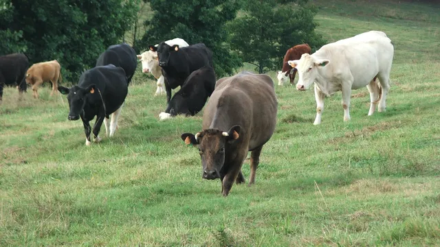 cows grazing in pasture